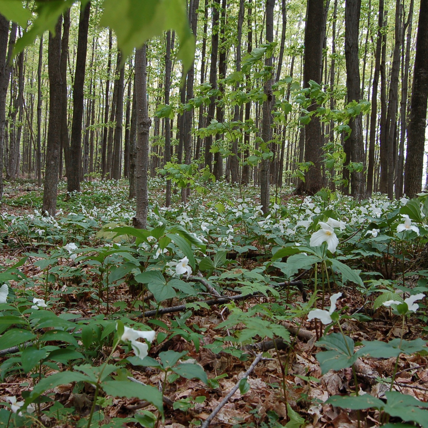 Région de la baie Georgienne en Ontario Photo de la région de la baie Georgienne en Ontario